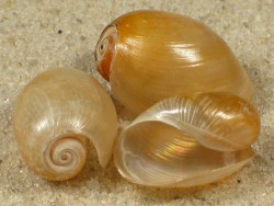 Akera bullata - Akeridae