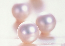 Pinctada martensii - Pteriidae