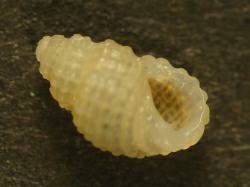 Alvania cancellata - Rissoidae