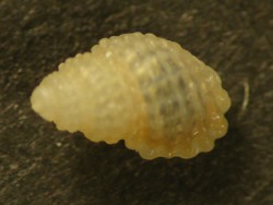 Alvania cancellata - Rissoidae