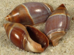 Amalda austrlais - Olividae