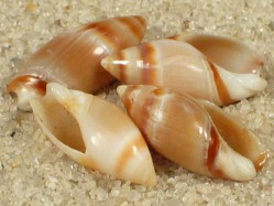 Amalda novaezelandiae - Olividae