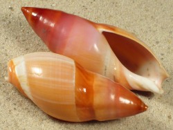 Amalda rubiginosa - Olividae