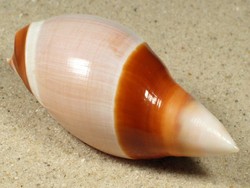 Amalda albocallosa - Olividae