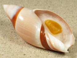 Amalda albocallosa - Olividae