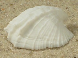 Amathina tricarinata - Amathindae