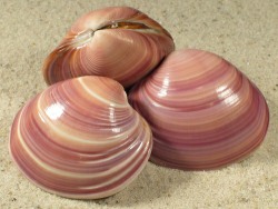 Amiantis purpurata - Veneridae