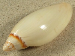 Amoria grayi - Volutidae