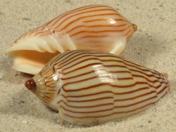 Amoria zebra - Volutidae