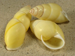 Amphidromus chloris - Camaenidae