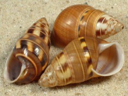 Amphidromus filozonatus - Camaenidae