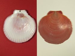 Amusium pleuronectes - Pectinidae