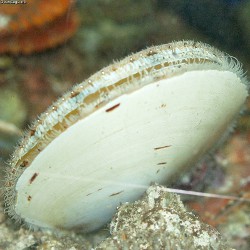 Ylistrum japonicum - Pectinidae