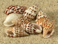 Anachis terpsichore - Columbelidae