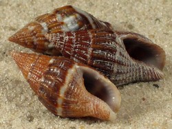 Anachis varia - Columbelidae