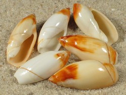 Ancilla ampla - Olividae