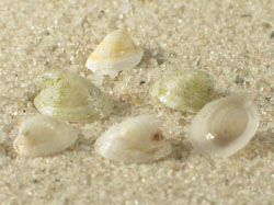 Ancylus fluviatilis - Planorbidae