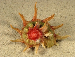 Angaria sphaerula - Angariidae
