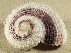 Angaria tyria - Angariidae