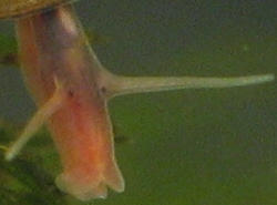 Anisus vortex - Planorbidae