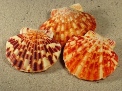 Annachlamys striatula - Pectinidae