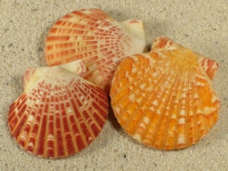 Annachlamys striatula - Pectinidae