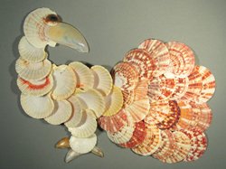 Annachlamys striatula - Pectinidae