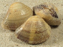 Anomalocardia flexuosa - Veneridae