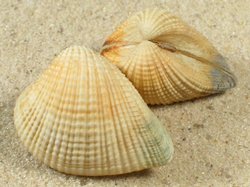 Anomalodiscus squamosus - Veneridae