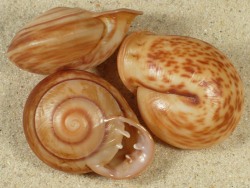 Anostoma depressum - Odontostomidae