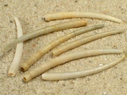 Antalis agilis - Dentaliidae
