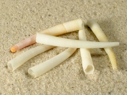 Antalis vulgaris - Dentaliidae
