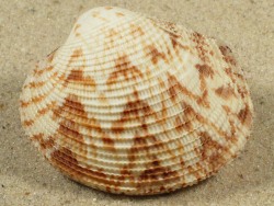 Antigona chemnitzii - Veneridae