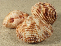 Antigona lamellaris - Veneridae