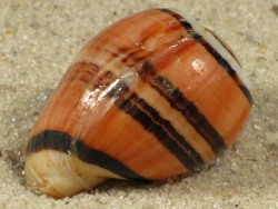 Aplustrum amplustre - Aplustridae