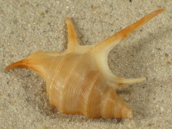 Aporrhais pesgallinae  - Aporrhaidae