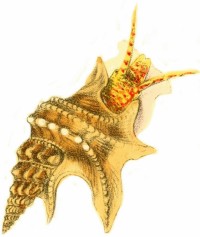 Aporrhais pespelecani  - Aporrhaidae