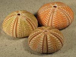 Arbacia lixula - Arbaciidae