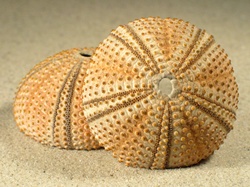 Arbacia lixula - Arbaciidae