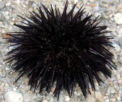 Arbacia lixula - Arbaciidae