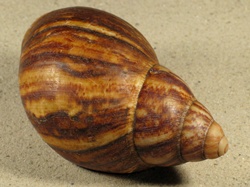 Archachatina indotata - Achatinidae