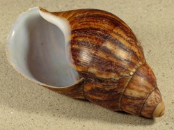 Archachatina indotata - Achatinidae