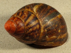 Archachatina marginata ovum - Achatinidae