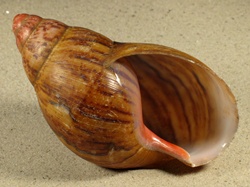 Archachatina marginata ovum - Achatinidae