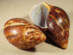 Archachatina marginata ovum - Achatinidae