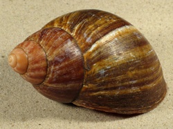 Archachatina purpurea - Achatinidae