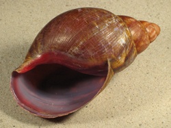 Archachatina purpurea - Achatinidae