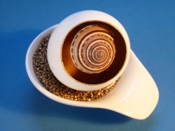 Architectonica perspectiva - Architectonidae