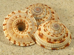 Architectonica gualtierii - Architectonidae