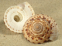 Architectonica maculata - Architectonicidae